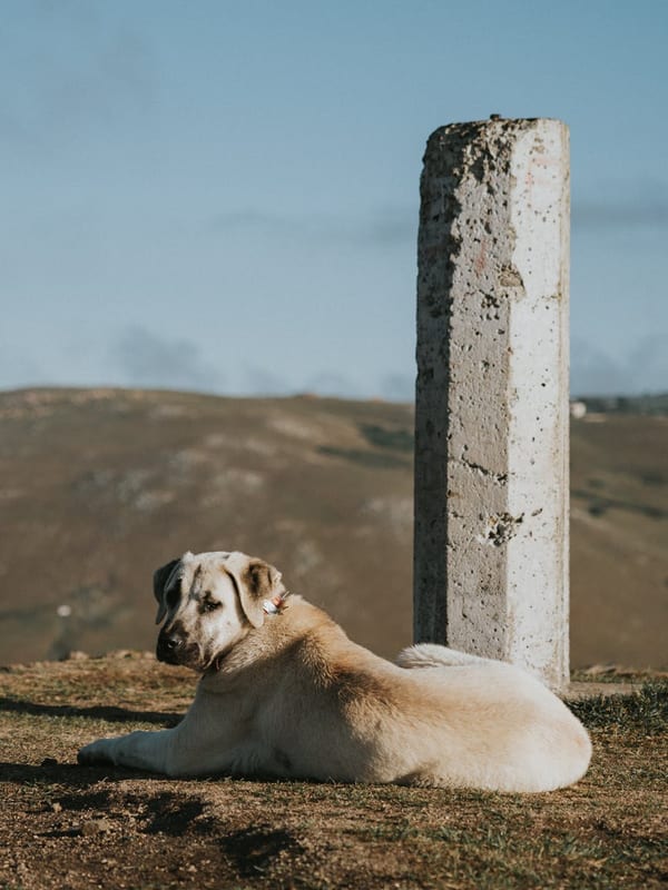 Rafeiro do Alentejo breed