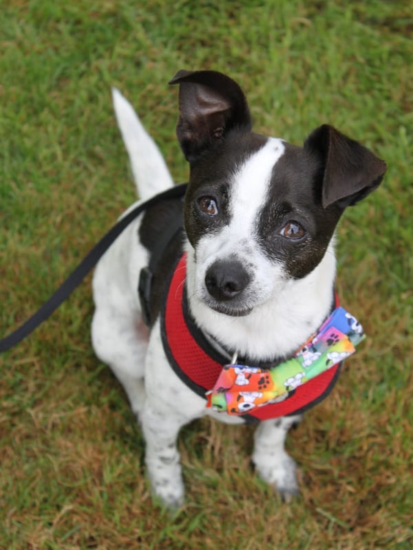 Rat Terrier breed