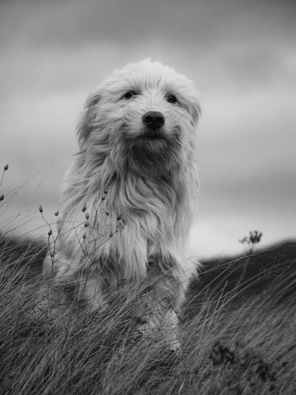 Romanian Mioritic Shepherd Dog breed