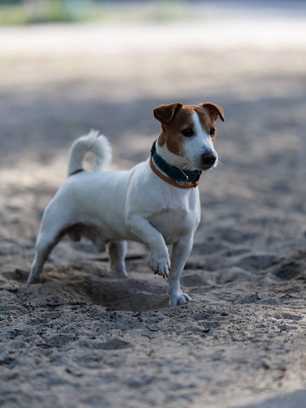 Russell Terrier breed