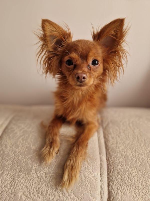 Russian Toy breed