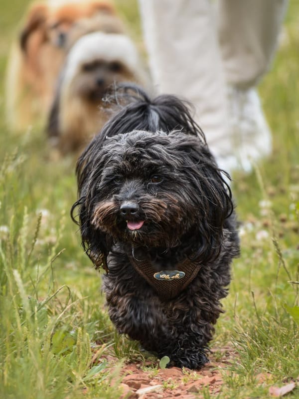Russian Tsvetnaya Bolonka breed