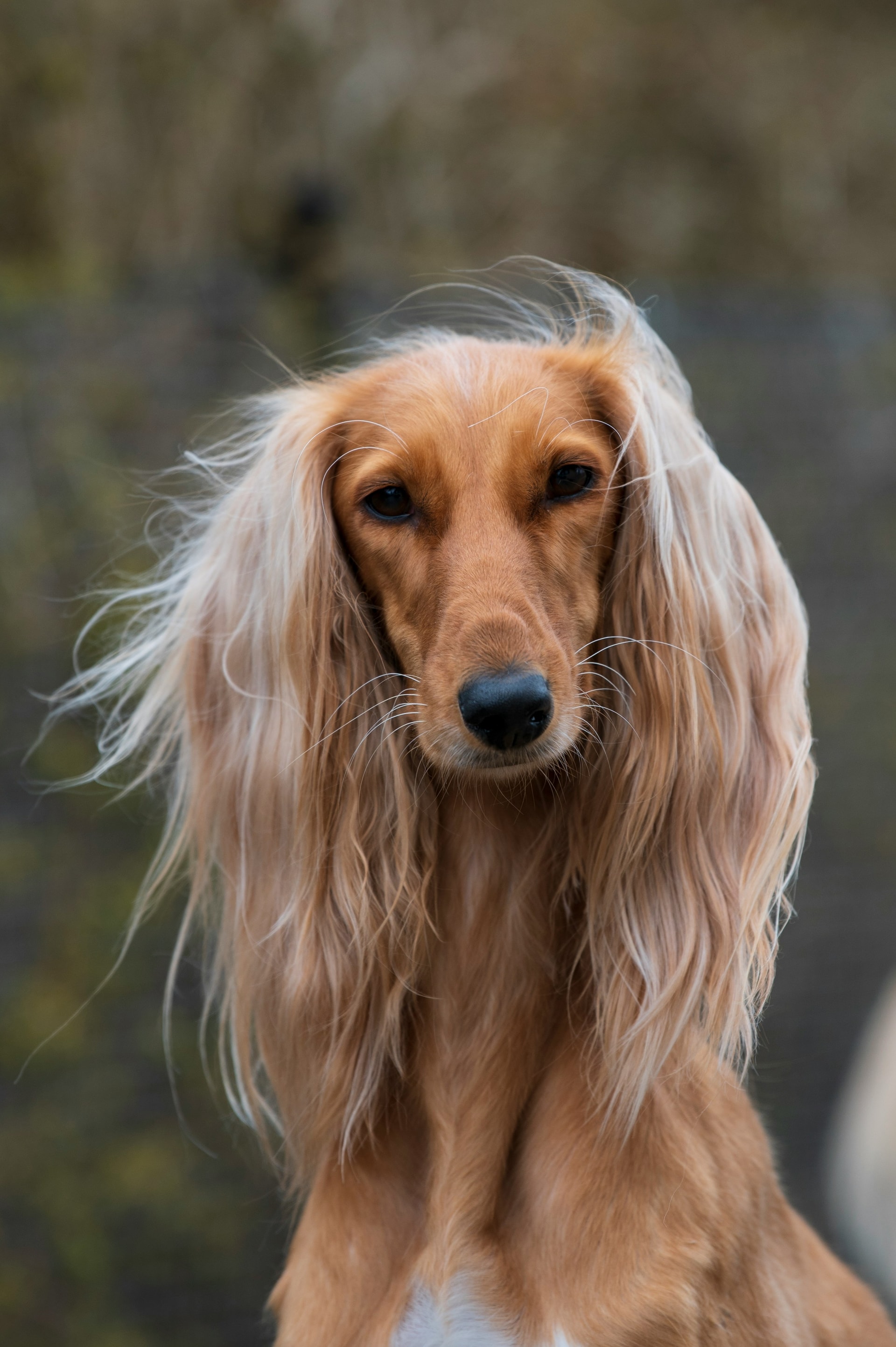 Saluki breed