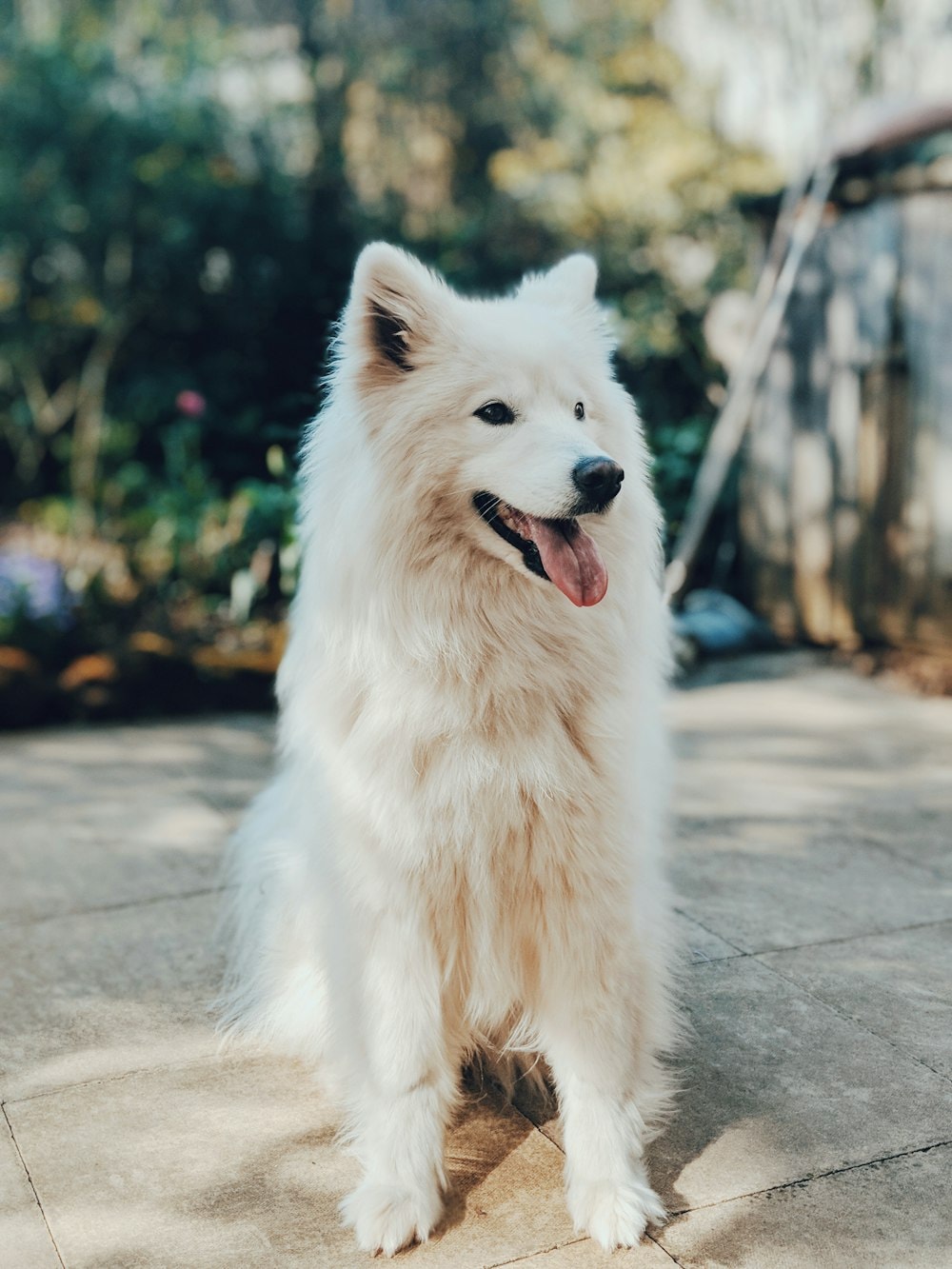 Samoyed breed