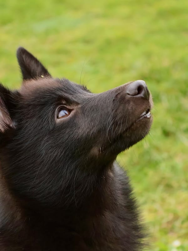 Schipperke breed