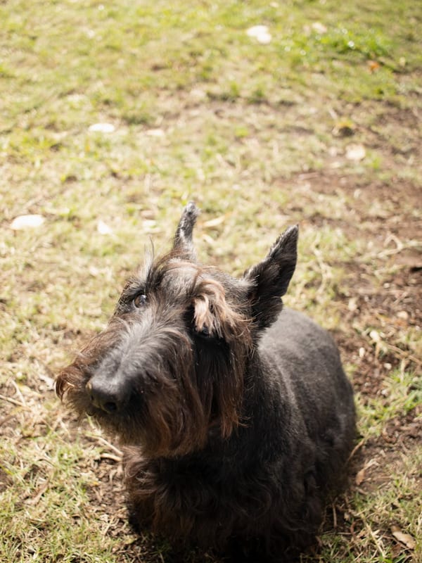 Scottish Deerhound breed