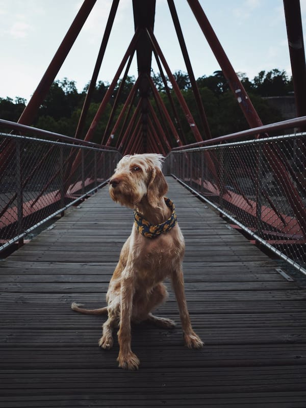 Segugio Italiano breed