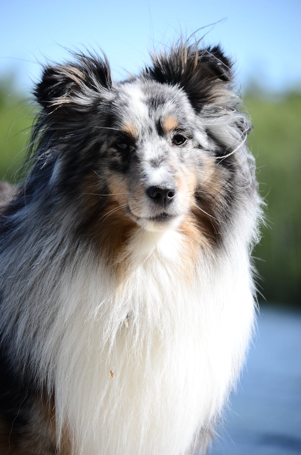 Shetland Sheepdog breed