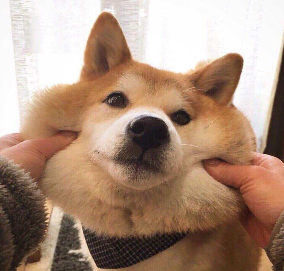 Shiba Inu breed