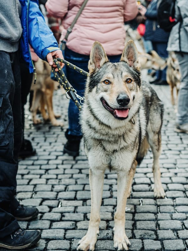 Shikoku breed