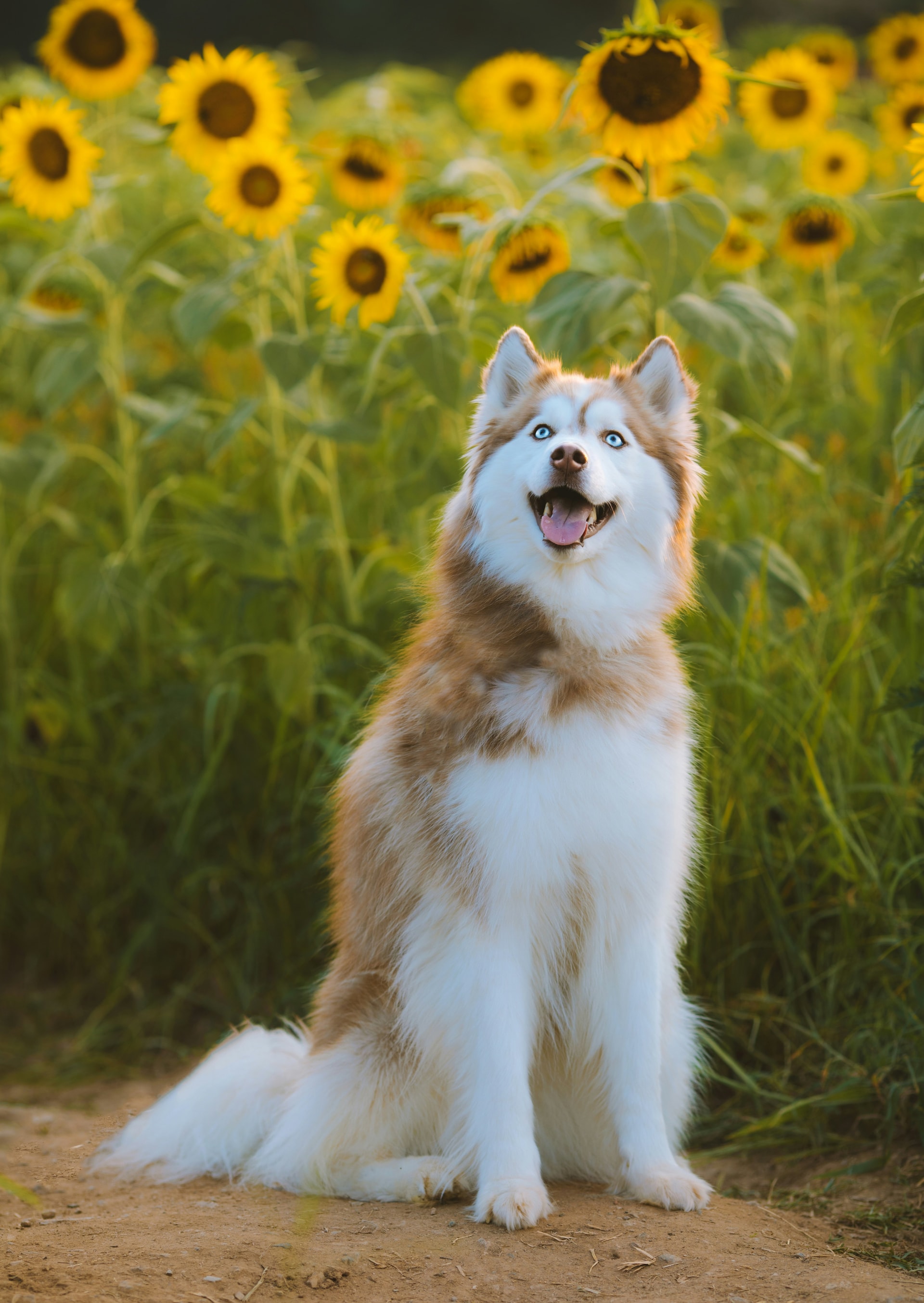 Siberian Husky breed
