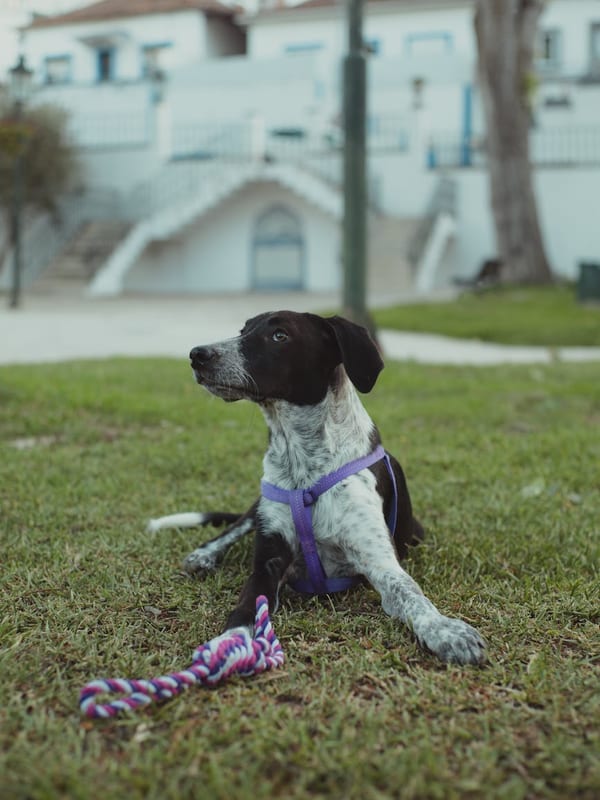 Small Munsterlander Pointer breed