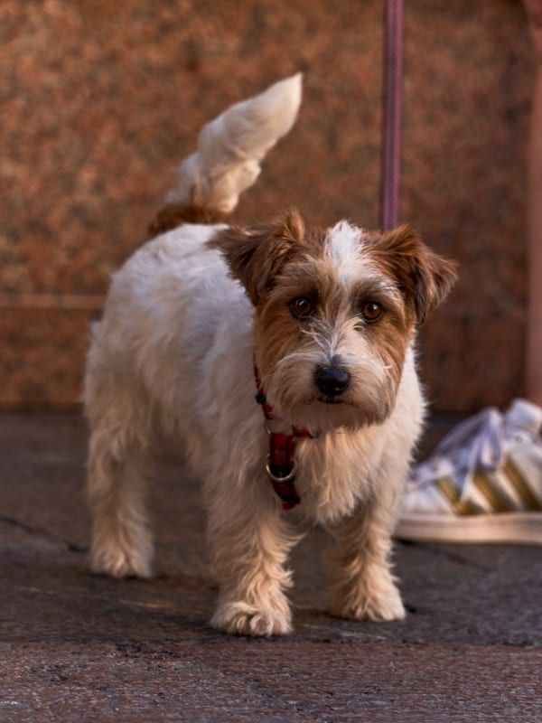 Spanish Water Dog breed