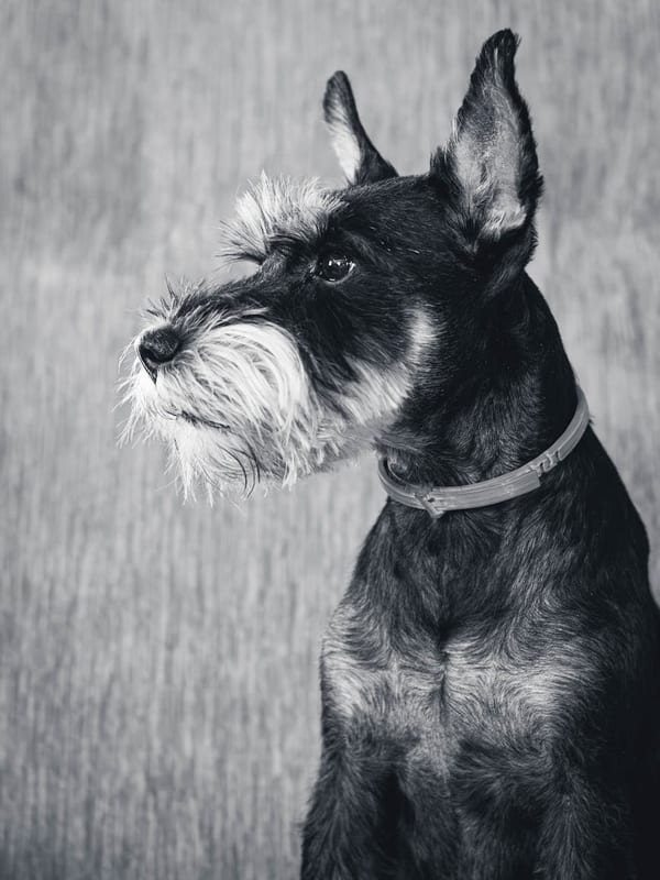 Standard Schnauzer breed