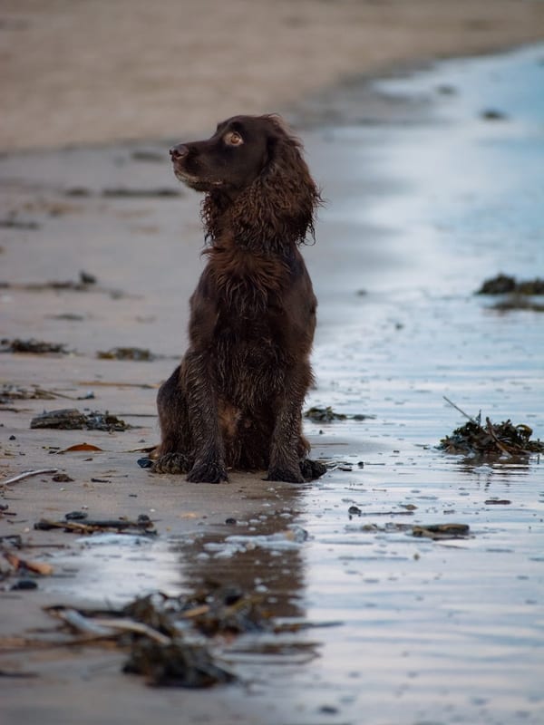 Sussex Spaniel breed