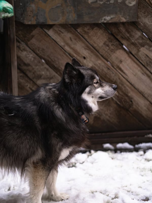 Swedish Lapphund breed