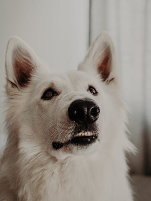 Swedish Vallhund breed
