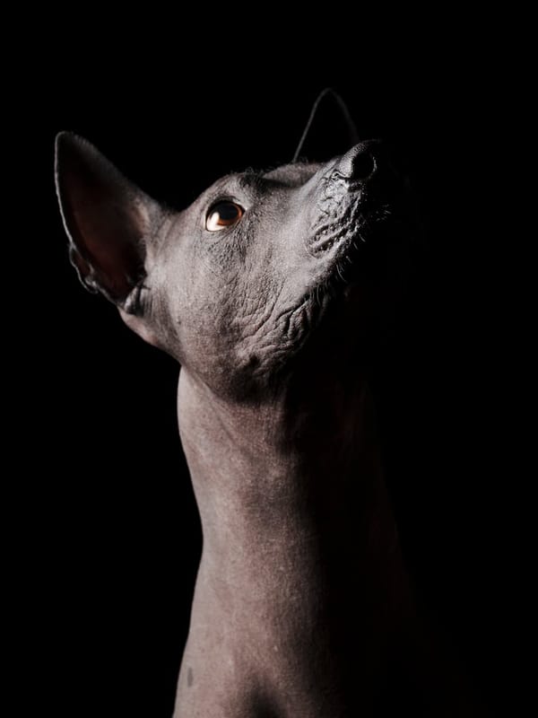 Taiwan Dog breed