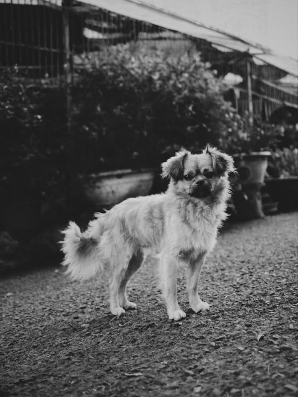 Tibetan Spaniel breed