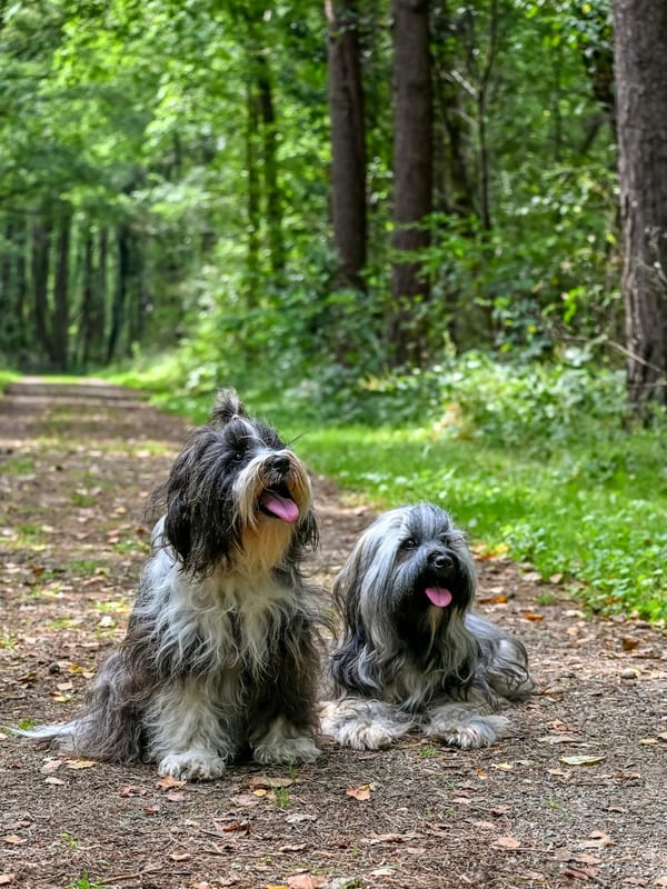 Tibetan Terrier breed