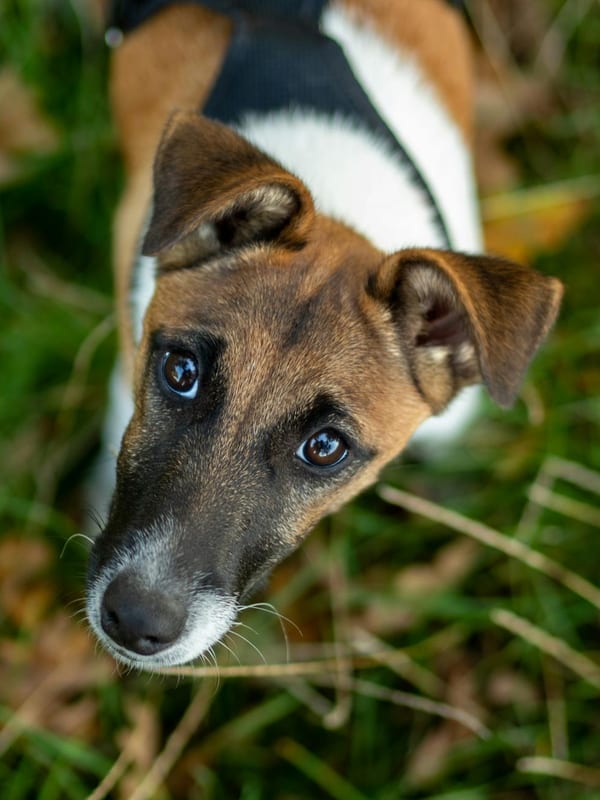 Toy Fox Terrier breed