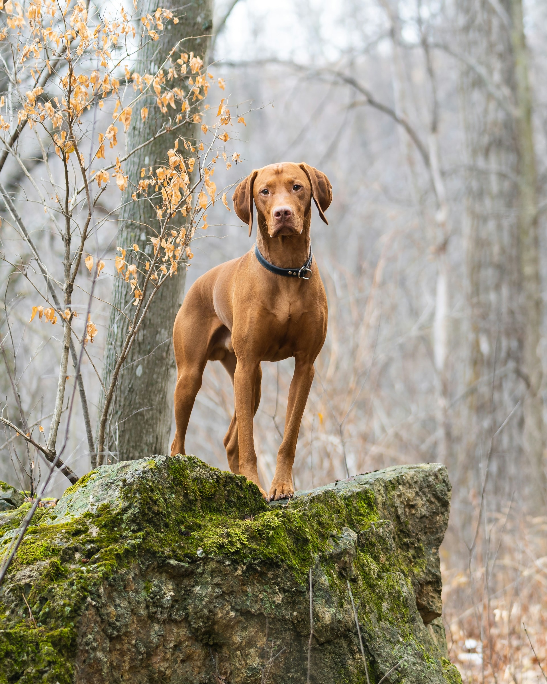 Vizsla breed