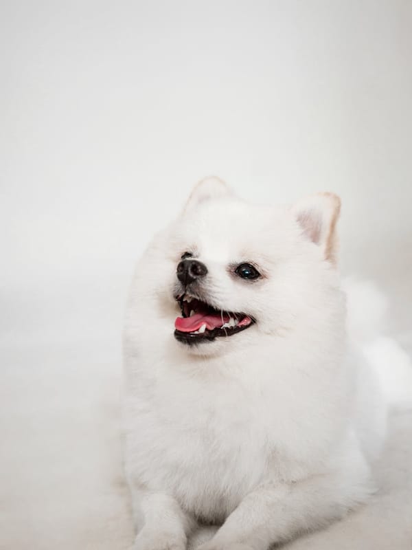 Volpino Italiano breed