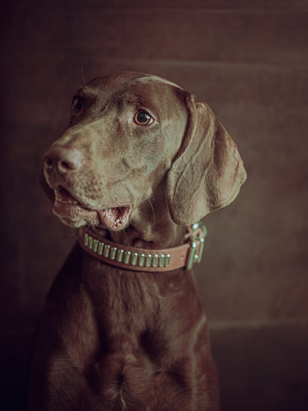 Weimaraner breed