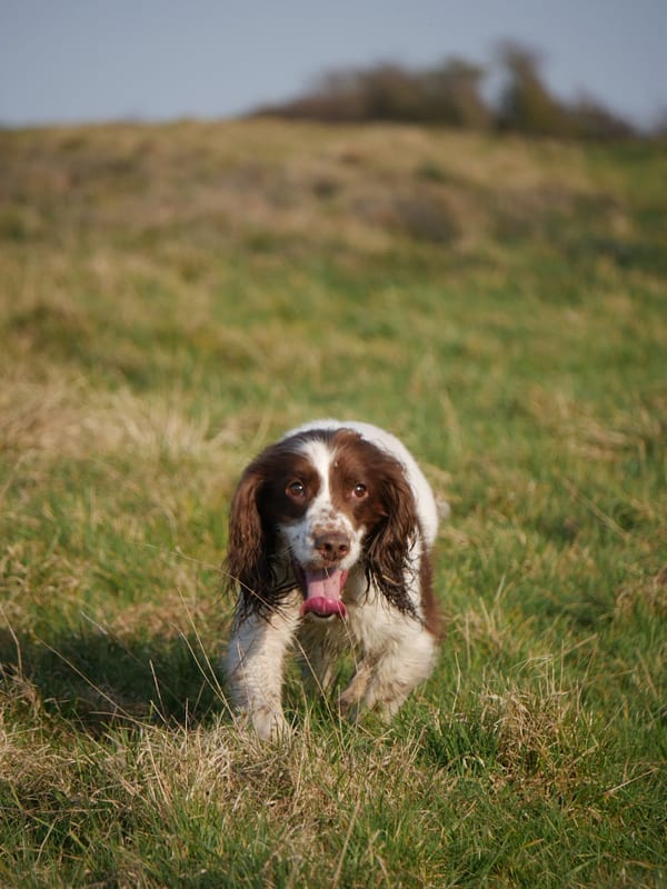 Welsh Springer Spaniel breed