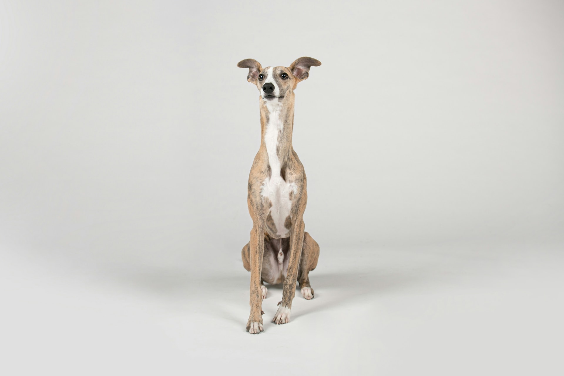 Whippet breed