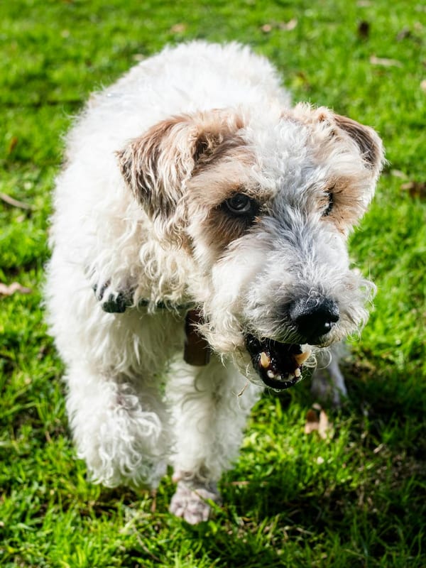 Wire Fox Terrier breed