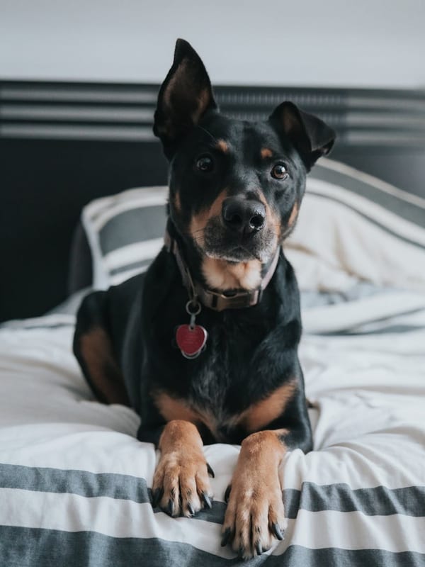 Working Kelpie breed