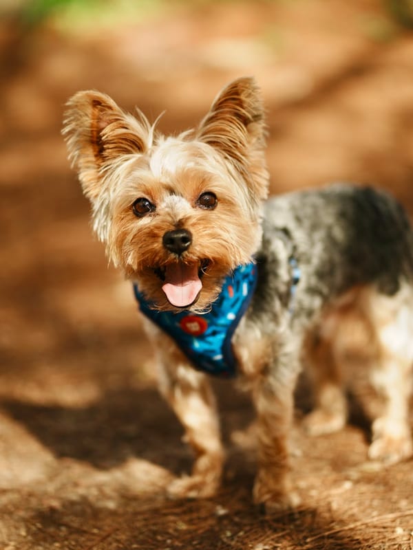 Yorkshire Terrier breed
