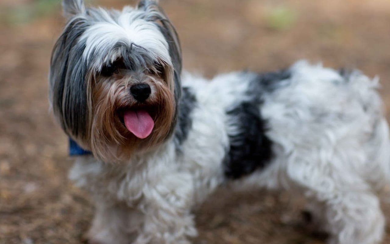 Biewer Terrier Care Guide
