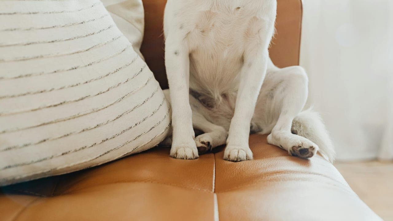 ChomChom Roller Review: Best Reusable Pet Hair Remover?
