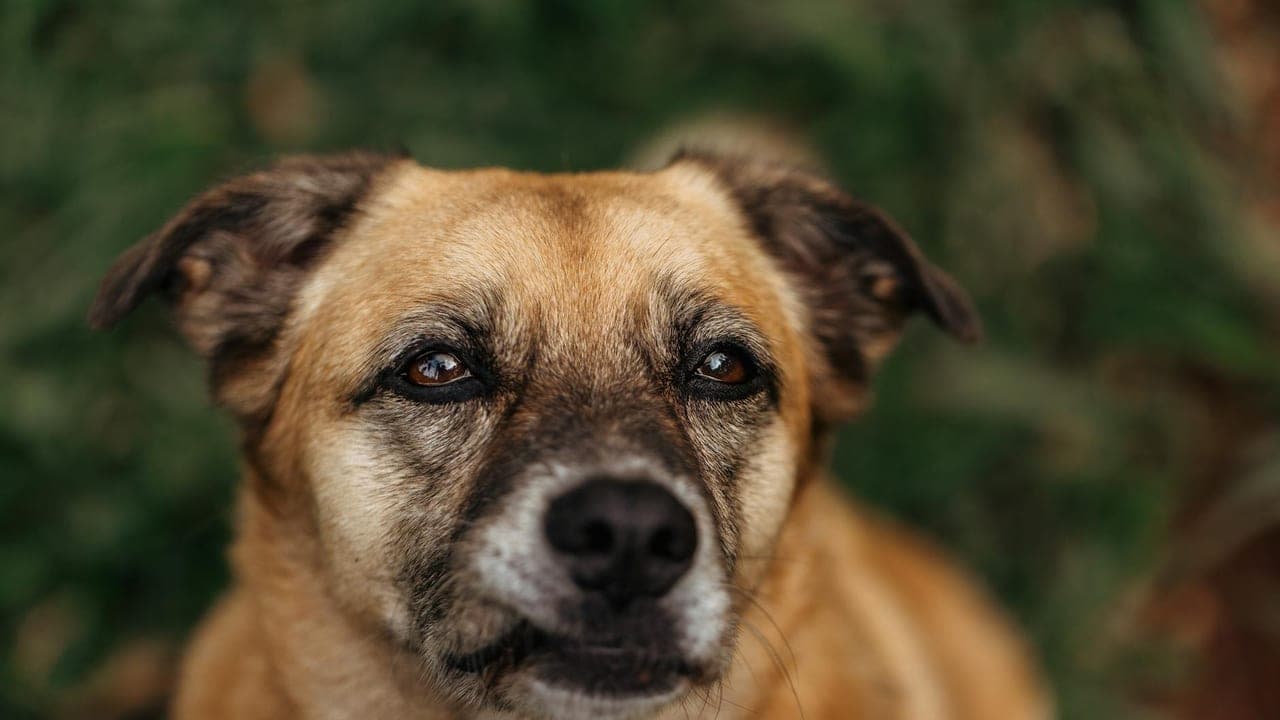 Is a Dog DNA Test Worth It? Embark, Wisdom Panel, and Rescue Dogs