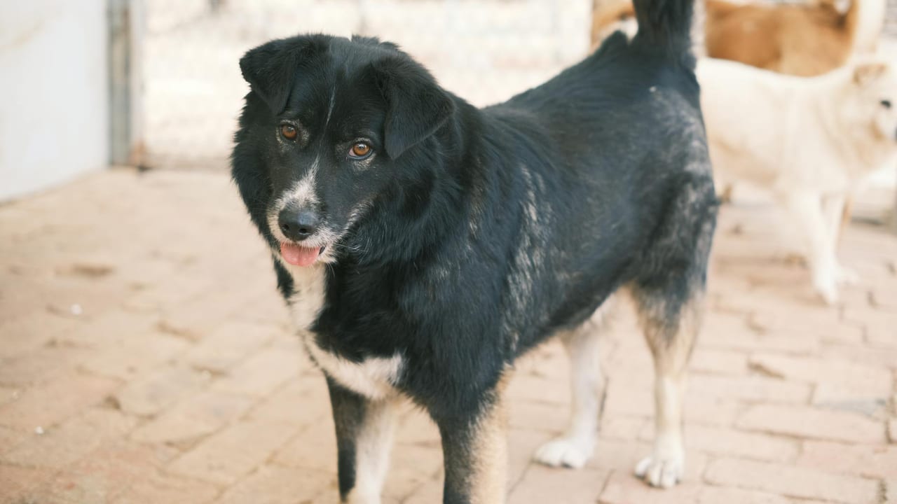 Adopting a Senior Pet: The Honest Case (and the Real Costs)