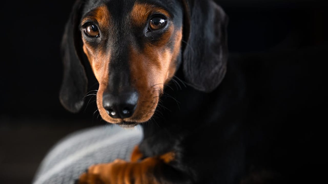 Dachshund Care Guide: Caring for the Wiener Dog