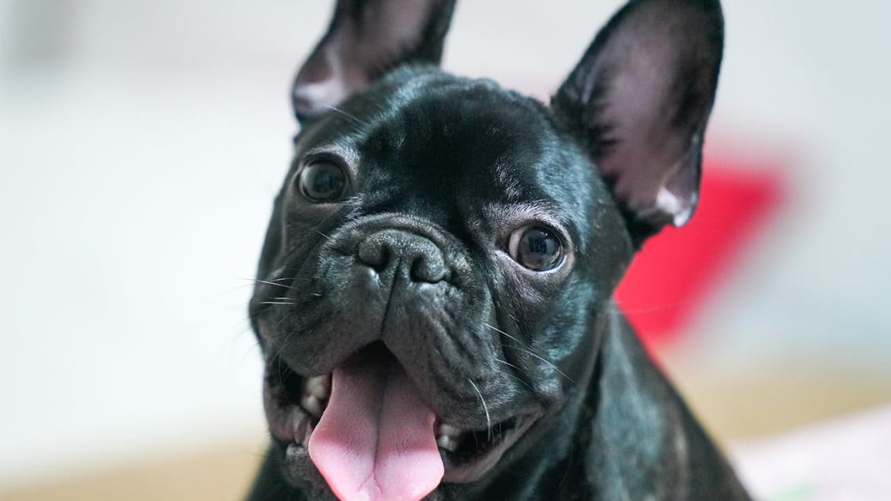 Complete French Bulldog Care Guide
