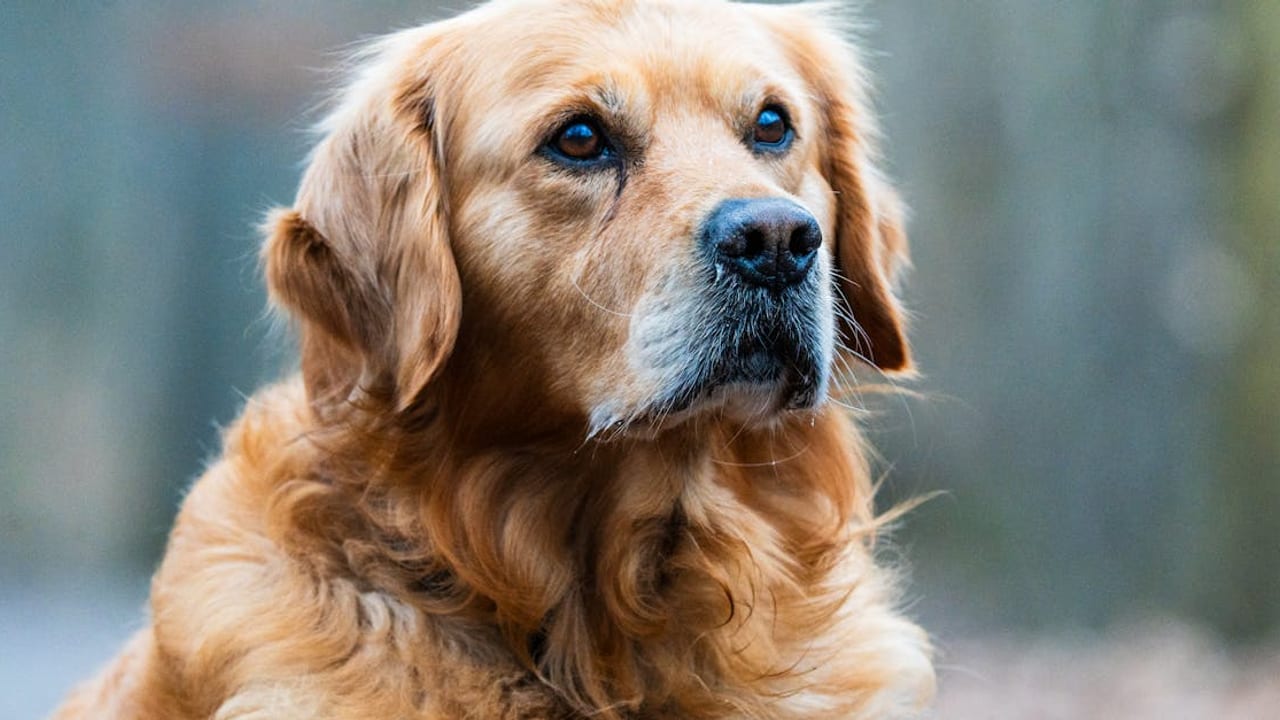 Complete Golden Retriever Care Guide