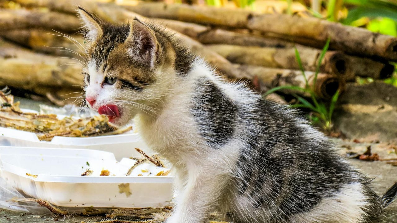 Kitten Feeding Schedule by Age: How Much, How Often