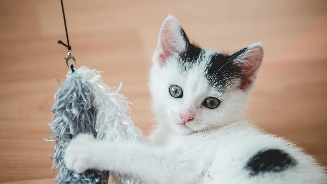 Kitten Socialization & Litter Training: The 2-9 Week Window