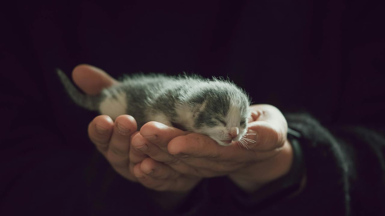 Bottle-Feeding & Caring for Orphaned Kittens (0-8 Weeks)