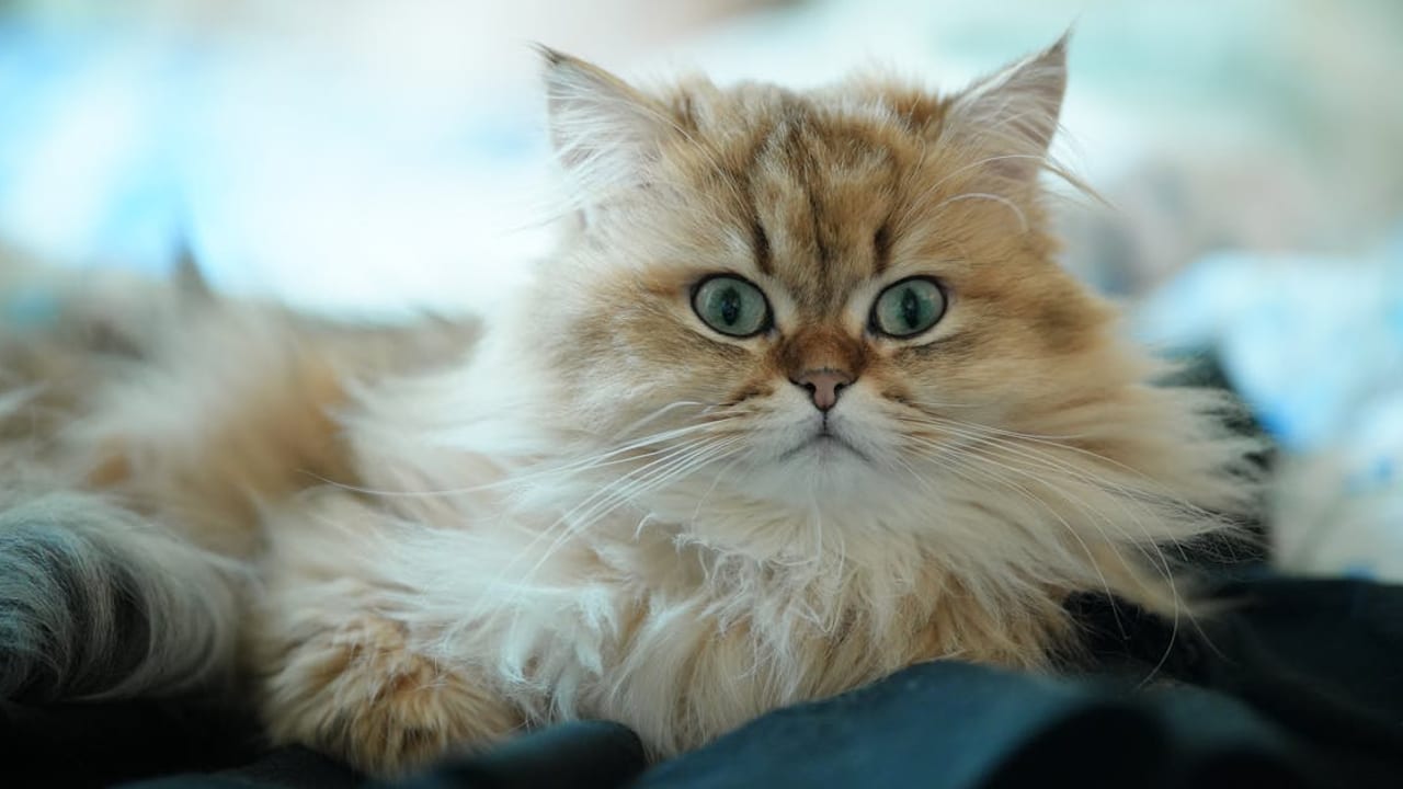 Complete Persian Cat Care Guide