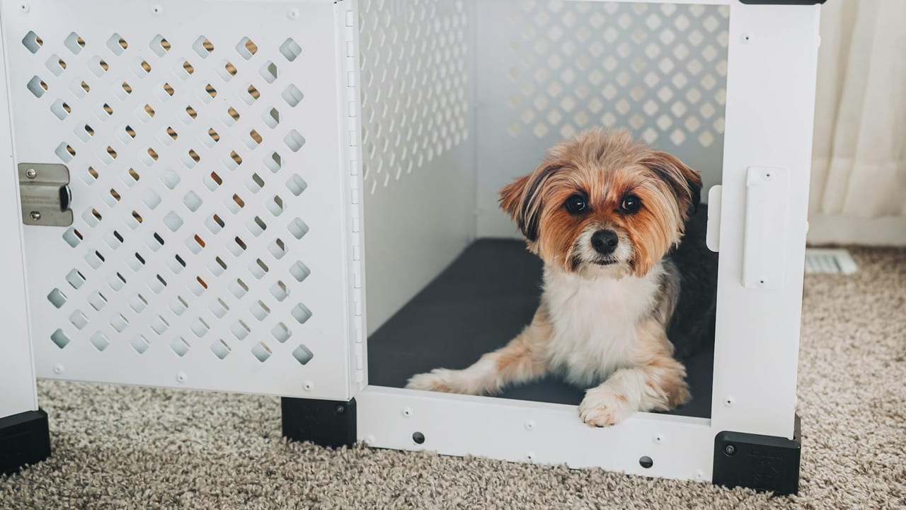 Puppy Crate Training: A Step-by-Step 14-Day Plan