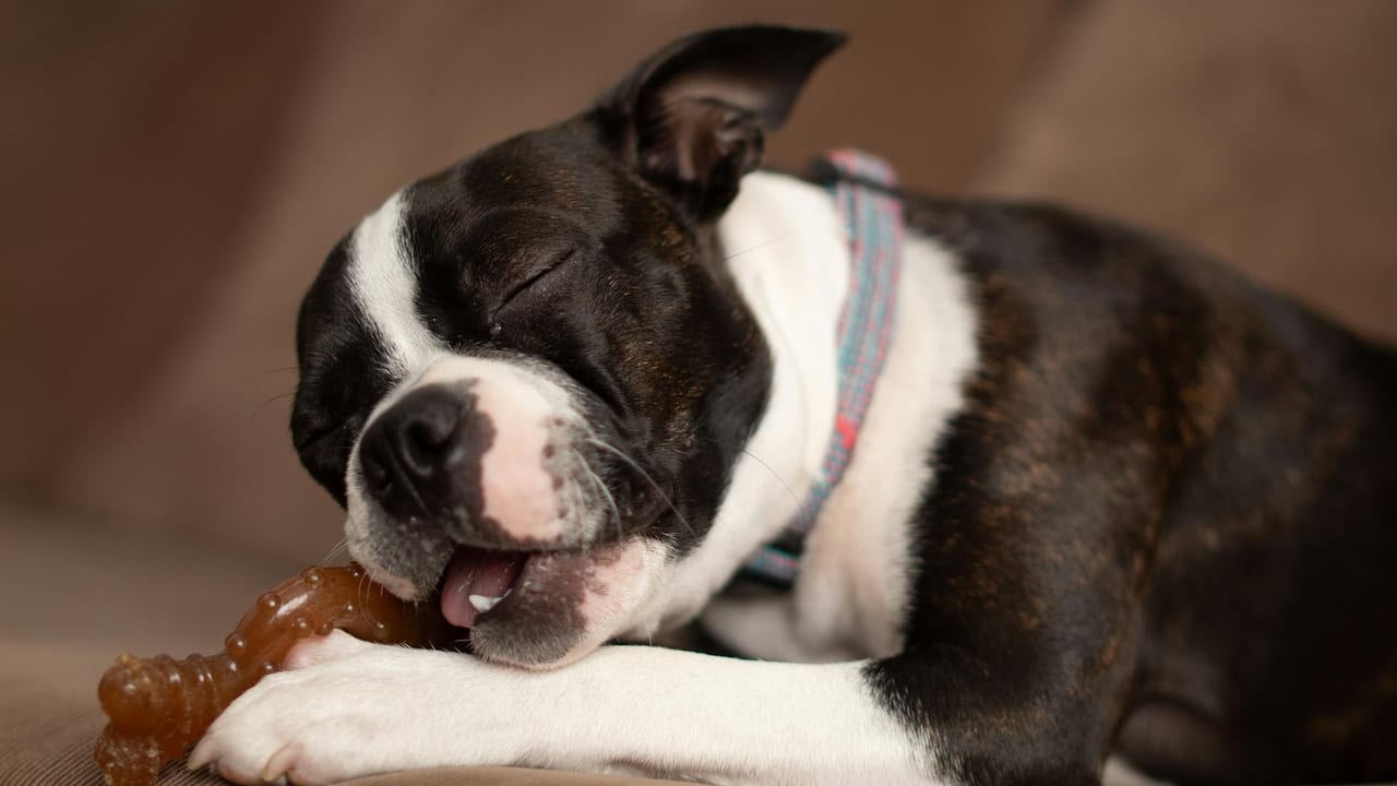 Puppy Teething & Biting: Timeline and What Actually Works