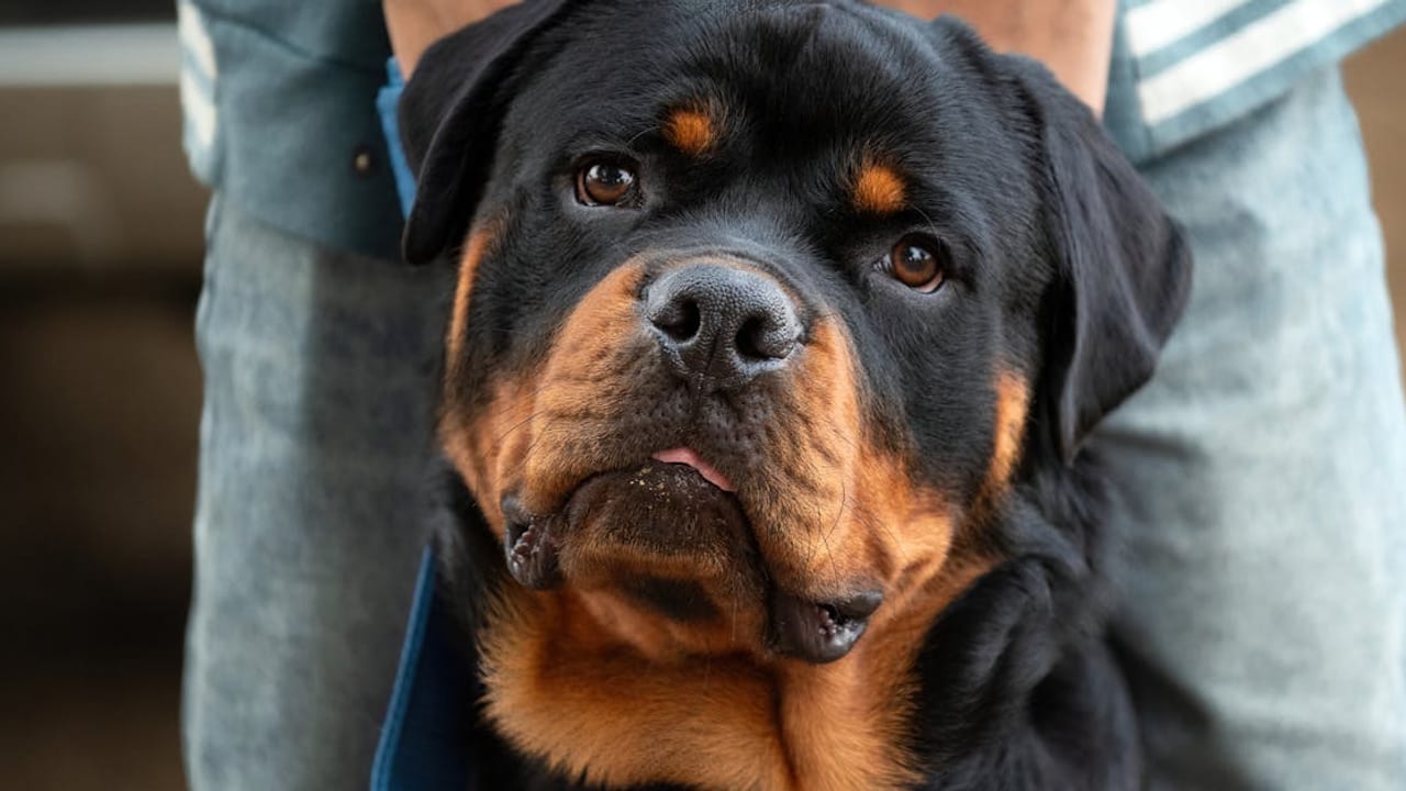 Rottweiler Care Guide: The Loyal Guardian