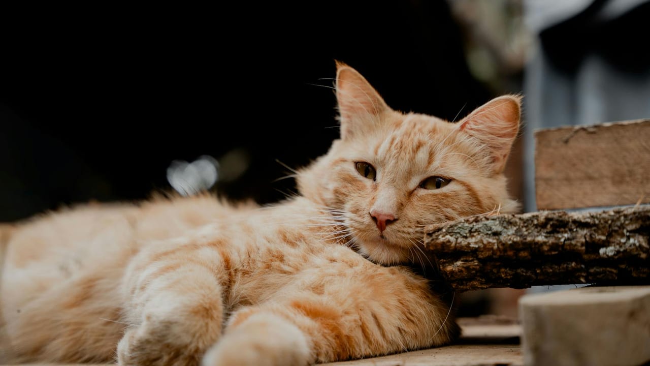 Senior Cat Kidney Disease (CKD): Catching It Before the Crisis