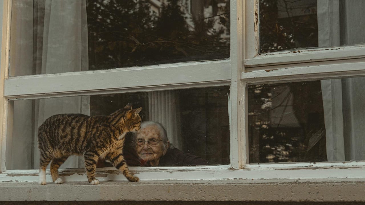 Senior Cat Mobility & Litter Box: The Arthritis Nobody Diagnoses