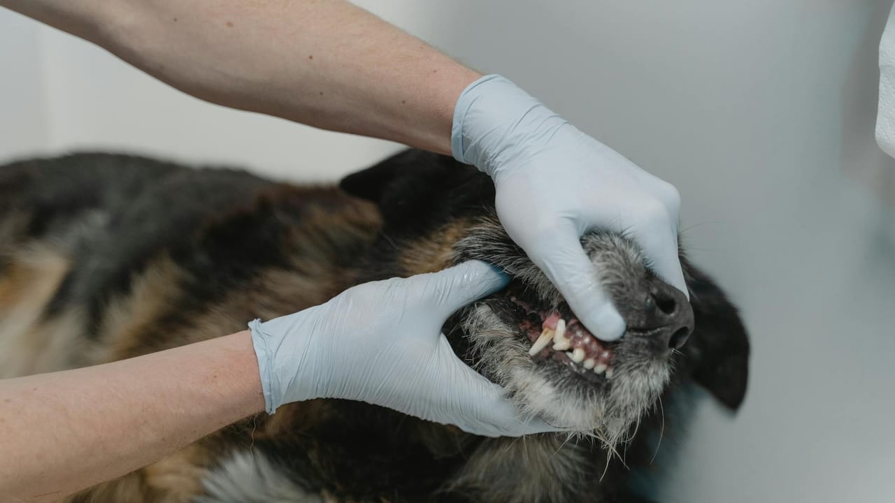 Senior Dog Dental Disease: The Anesthesia Trade-Off Owners Fear